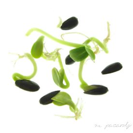 Napraforgó csíráztatásra